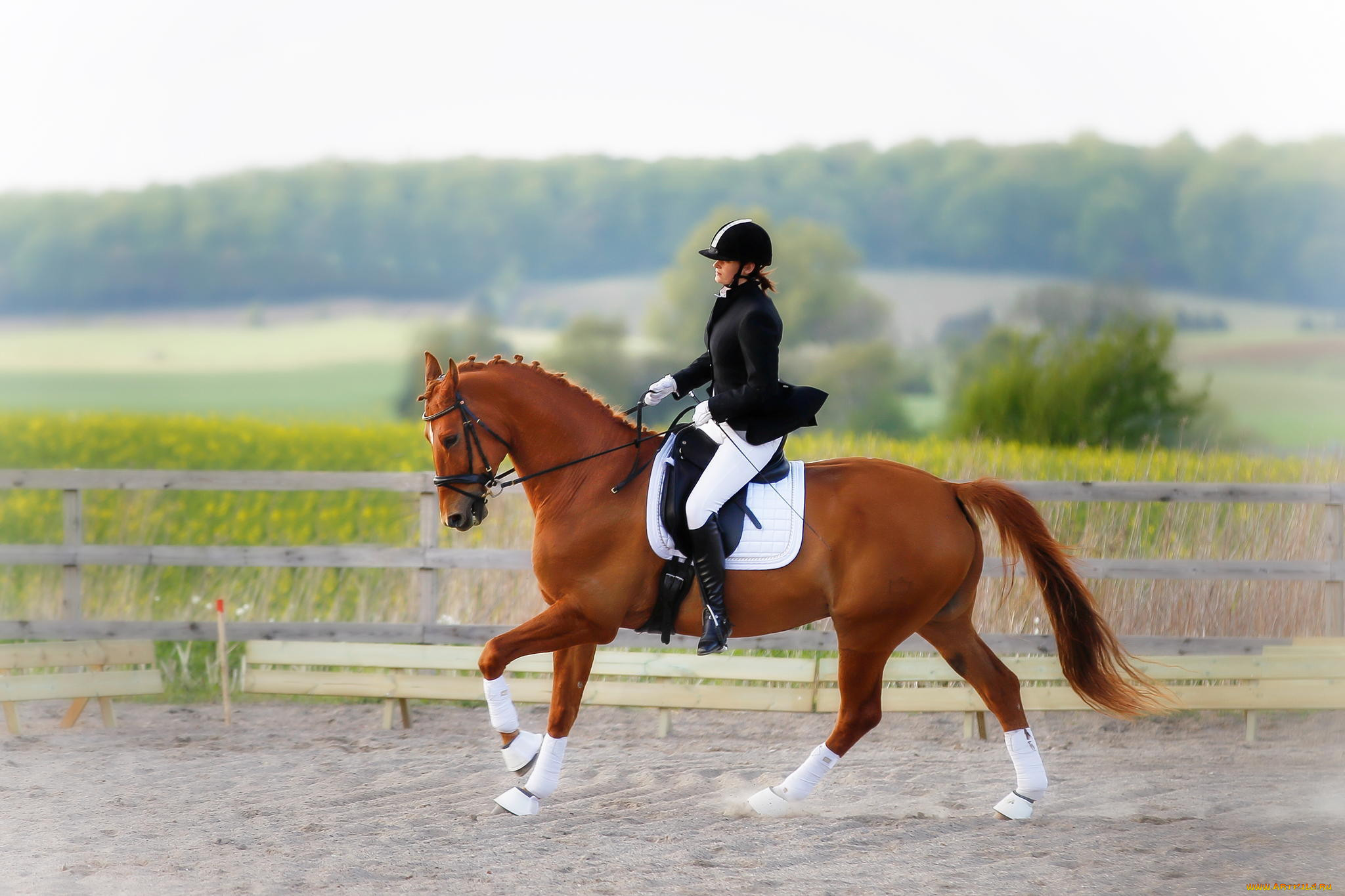 ,  , , horse